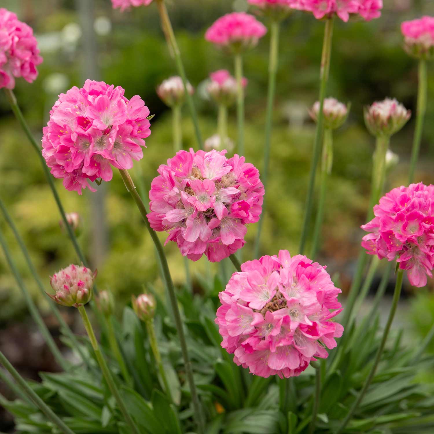 Armeria 'dreameria Daydream' Pink Pompom Perennial | 1 x 2L | Pink