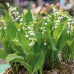 Lily Of The Valley (convallaria Majalis) - Hardy Fragrant Perennial | 3 x 9cm | Multi