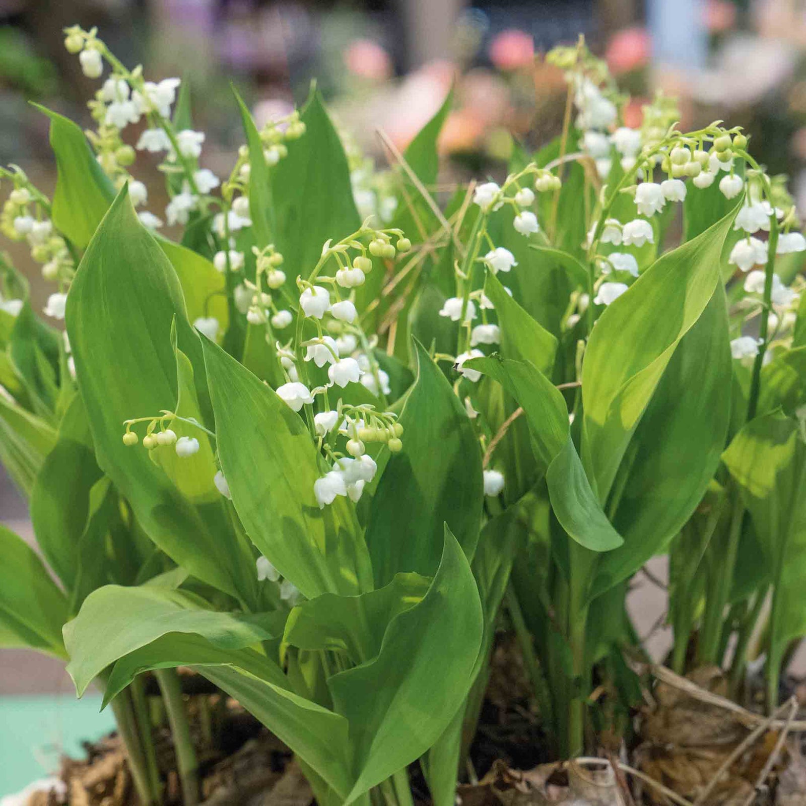 Lily Of The Valley (convallaria Majalis) - Hardy Fragrant Perennial | 3 x 9cm | Multi