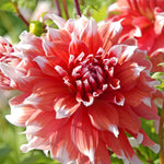 Dahlia 'frost Nip' Tuber With Raspberry-pink Double Flowers | 1 x Bulb | Pink & White
