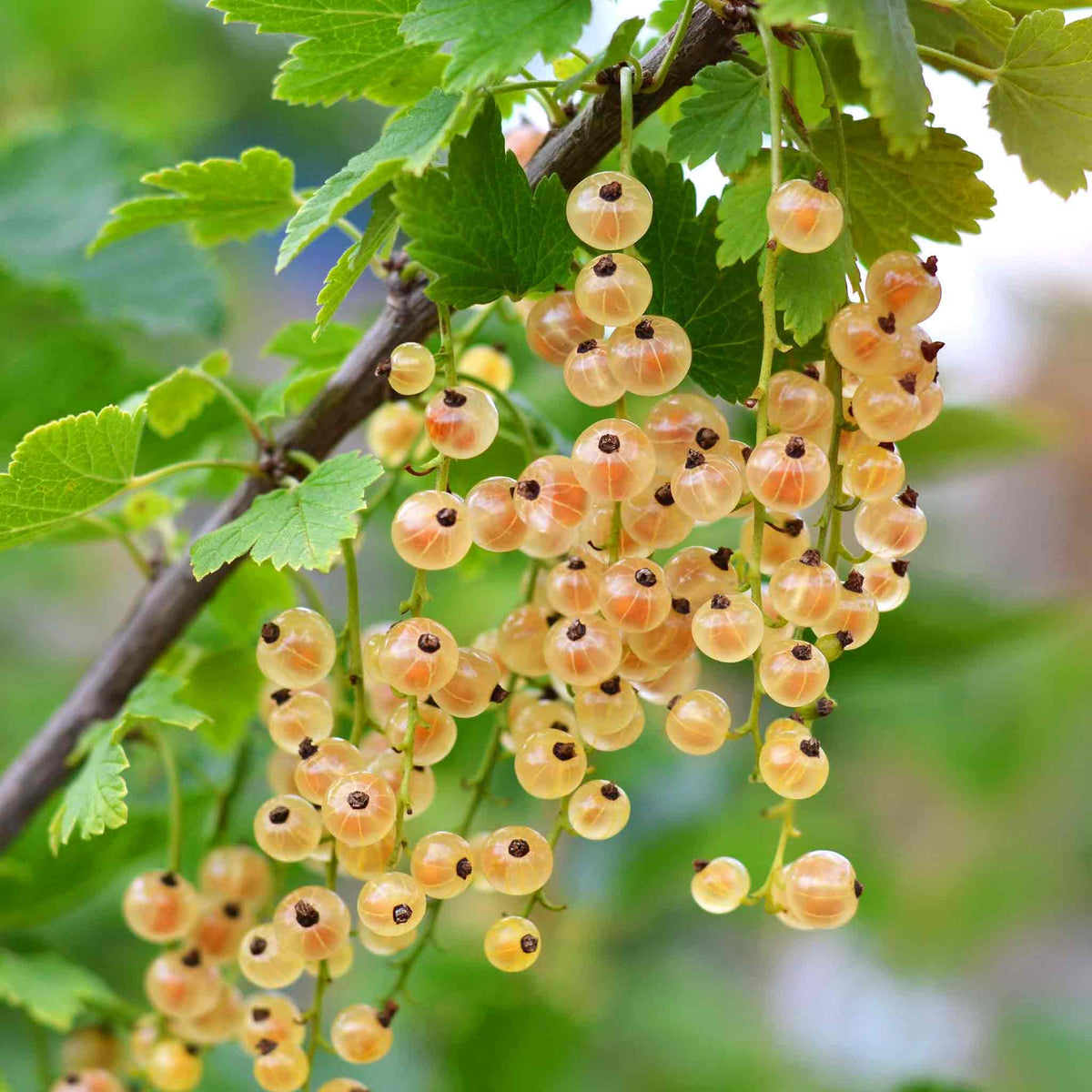 Whitecurrant 'blanka' Bare Root Fruit Plant Bare Root | Set of 3 | White
