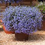 Lobelia 'waterfall Blue Ice' Trailing Bedding Plant | 12 x Jumbo Plugs | Blue