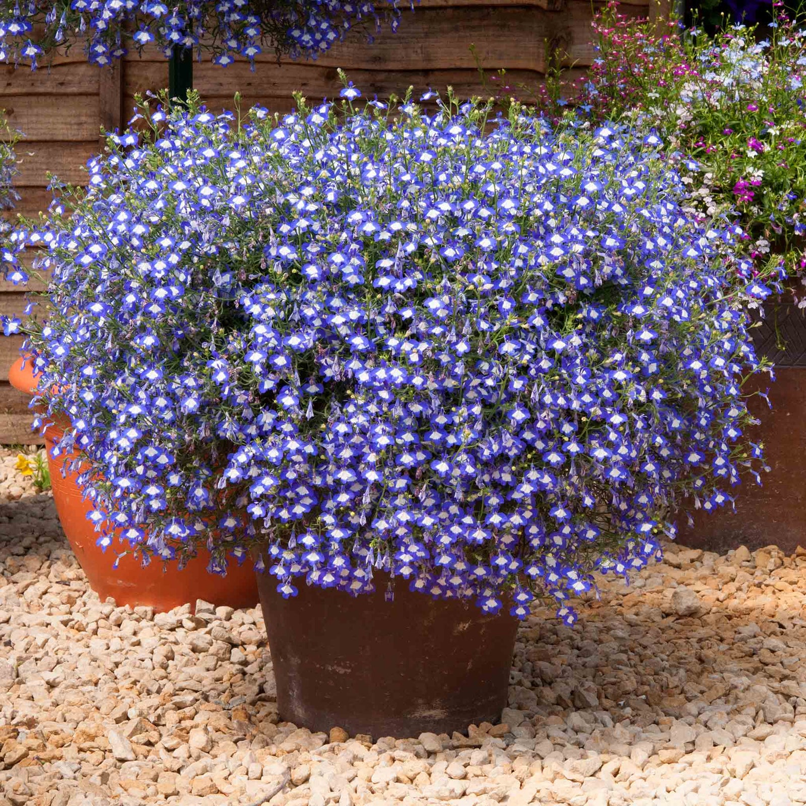 Lobelia 'waterfall Blue Ice' Trailing Bedding Plant | 12 x Jumbo Plugs | Blue