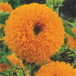 Sunflower 'teddy Bear' Seeds | 35 Seeds
