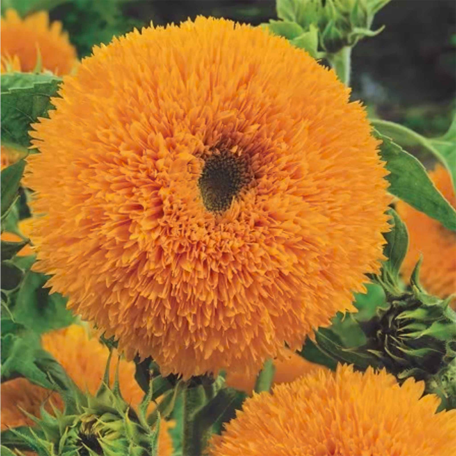 Sunflower 'teddy Bear' Seeds | 35 Seeds