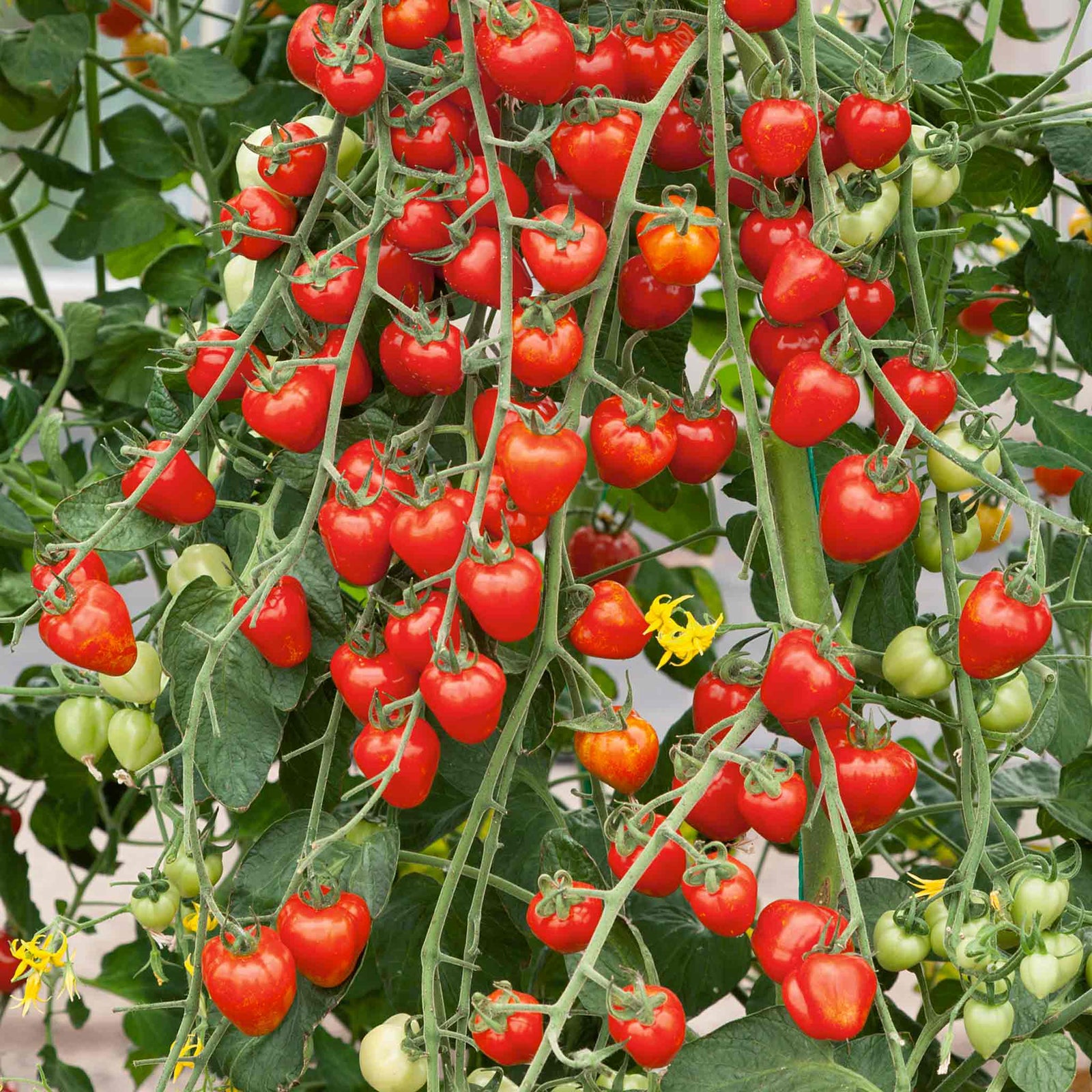 Tomato Seeds 'fraise' - Strawberry-shaped Cherry | 15 Seeds