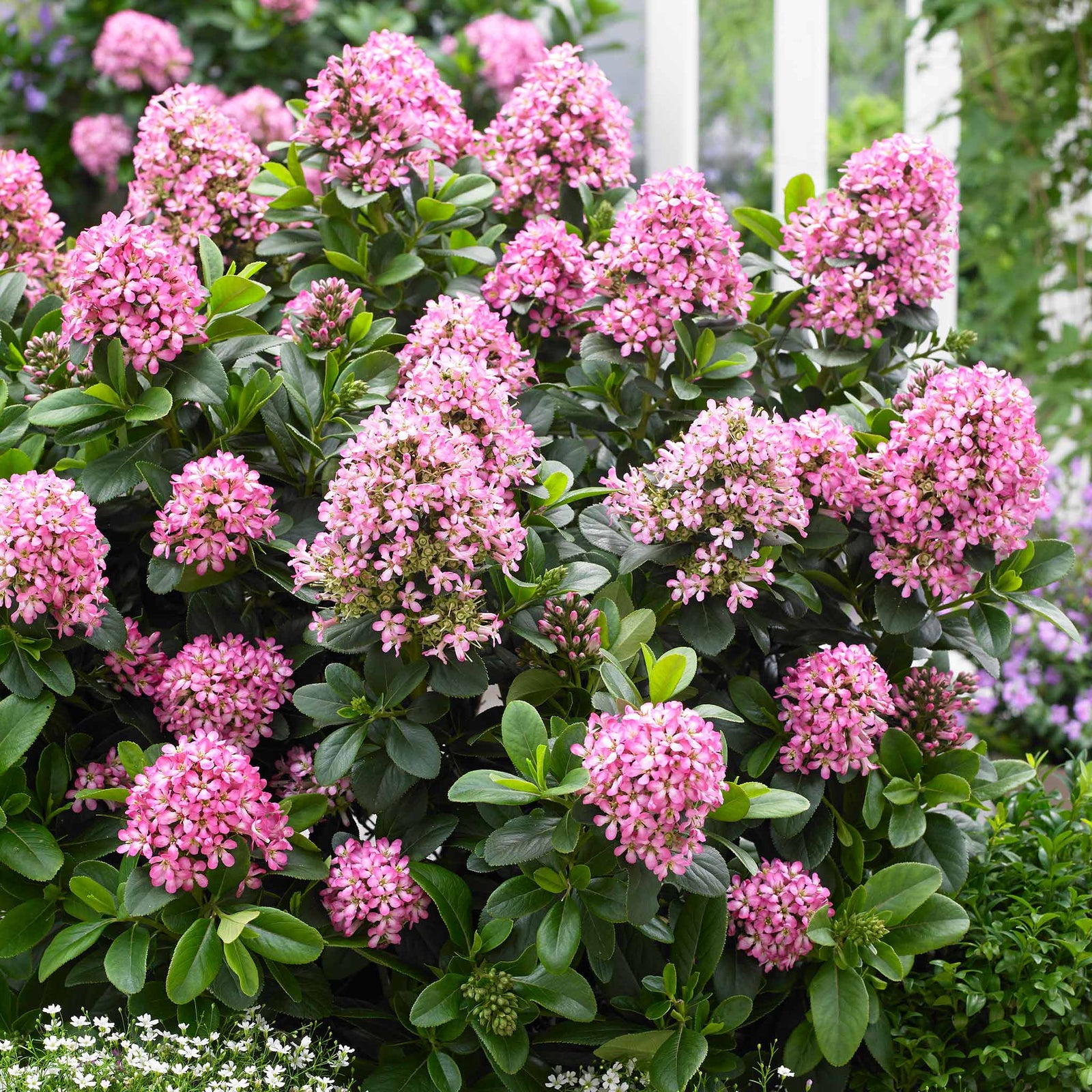 Escallonia Leavis 'pink Elle' - Compact Evergreen Shrub | 1 x 9cm | Green & Pink
