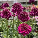 Scabious 'dark Purple Scoop' Deep Purple Perennial, 60–75cm | 12 x Plug Plants | Dark Purple