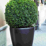 Buxus Sempervirens - 7.5L pot. | Set-of-1 | Yellow