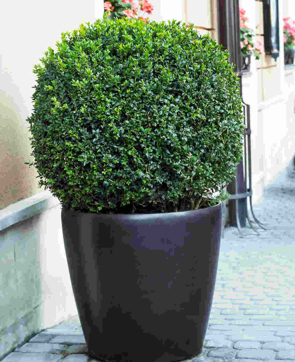 Buxus Sempervirens - 7.5L pot. | Set-of-2 | Yellow