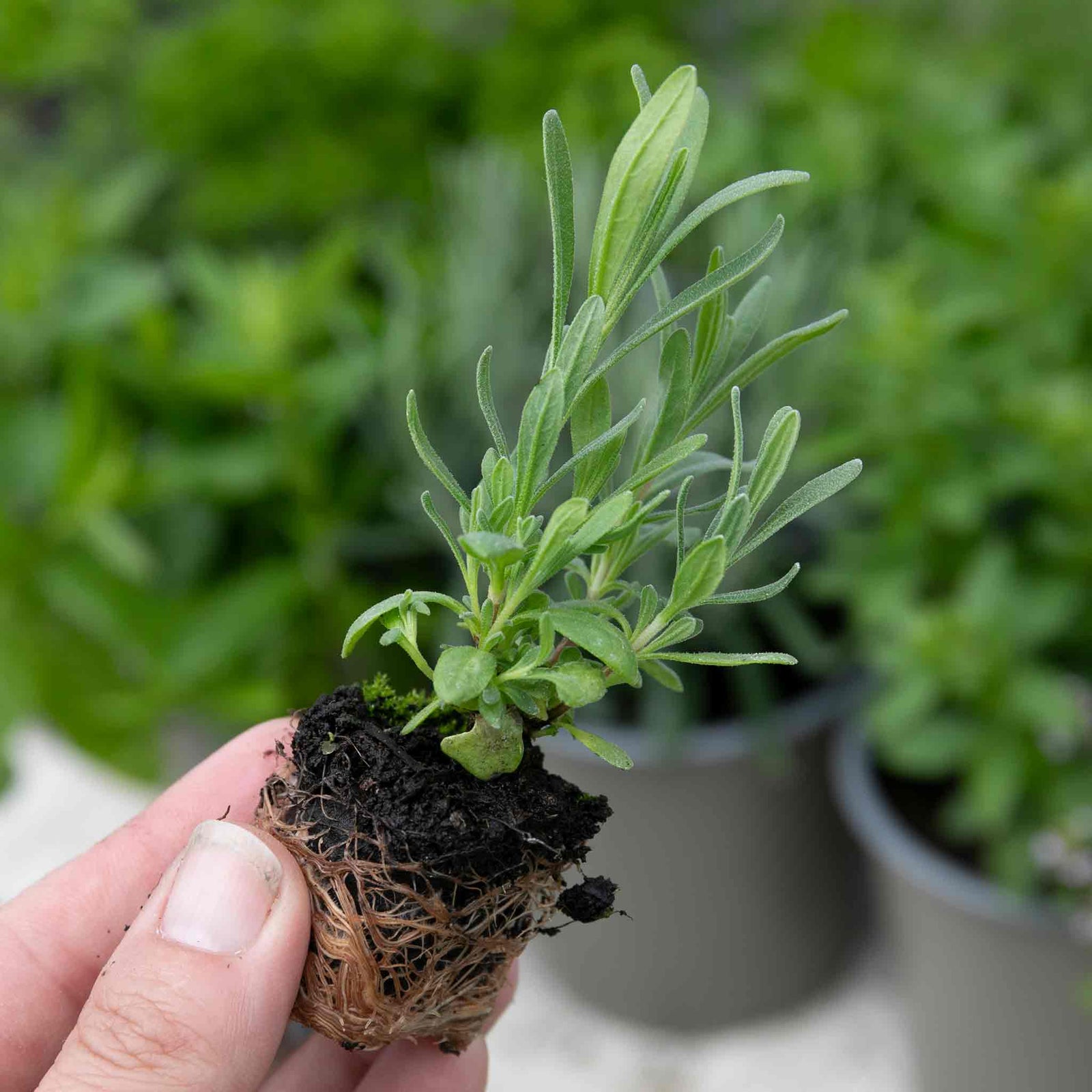 Tarragon Plant | 3 x 9cm | Green & White