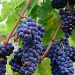 Grape Vine 'strawberry Fragola Red' | 1 x 3L | Red