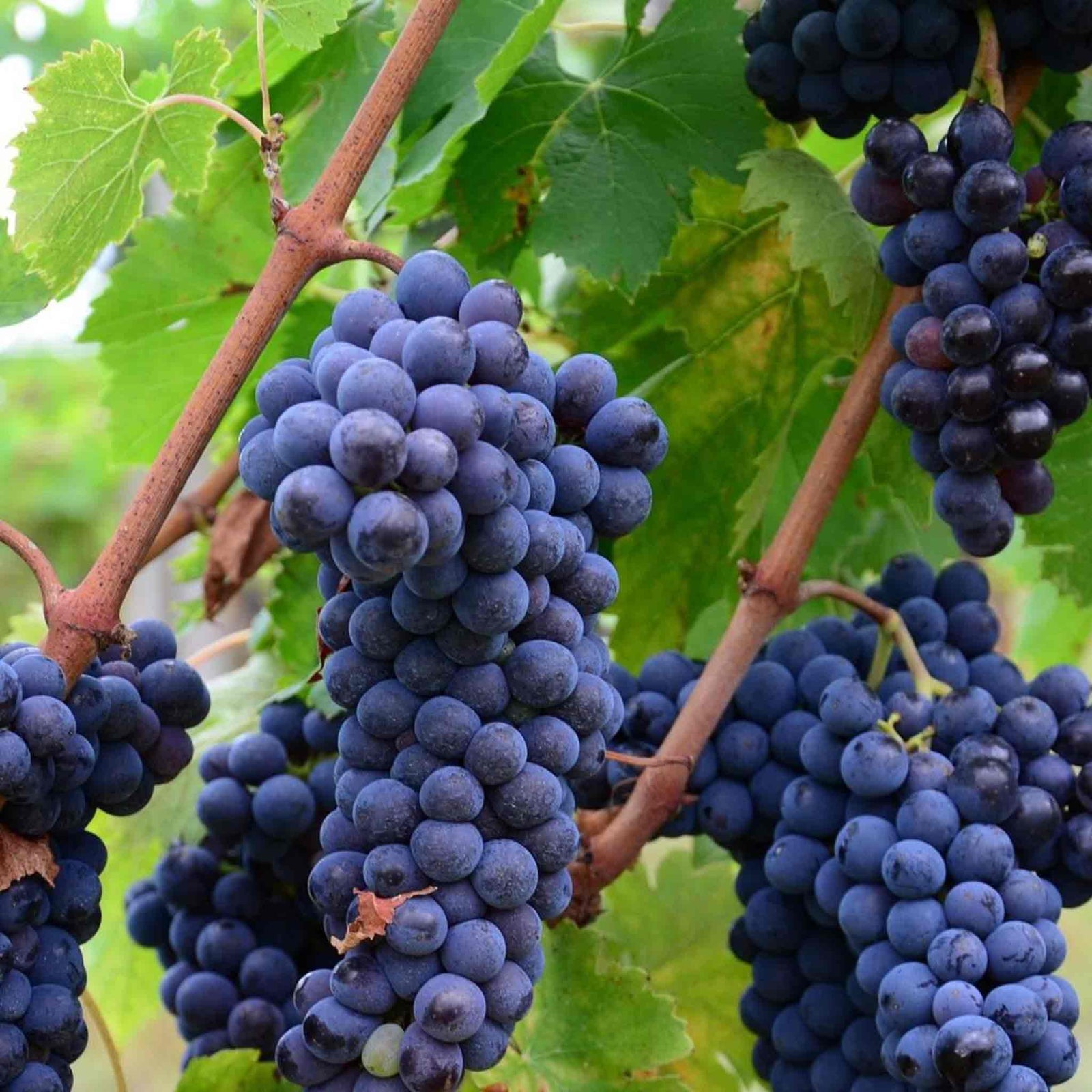 Grape Vine 'strawberry Fragola Red' | 1 x 3L | Red