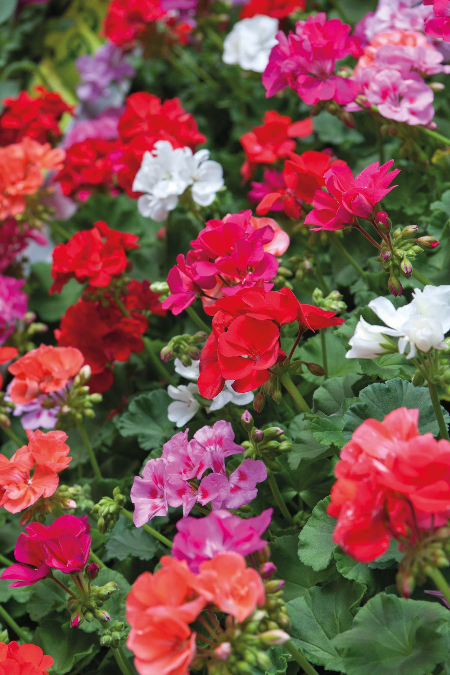Geranium Jackpot | Set of 42
