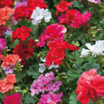 Geranium Jackpot | Set of 24
