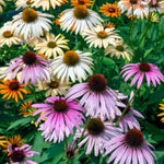 Echinacea Breeders Mix - 5 Bare Roots