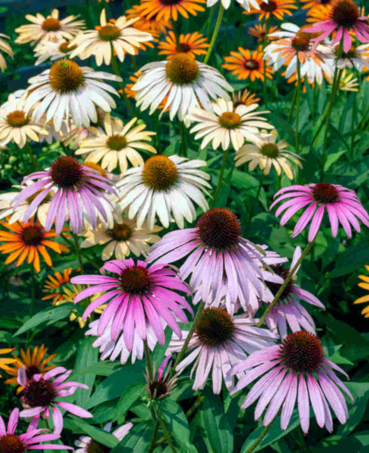 Echinacea Breeders Mix - 5 Bare Roots