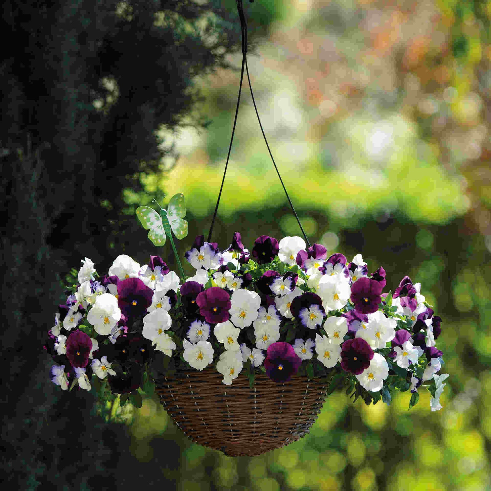 Pansy Cool Wave Mix Berries And Cream - plug plants | 24 x Plug Plants | White & Purple