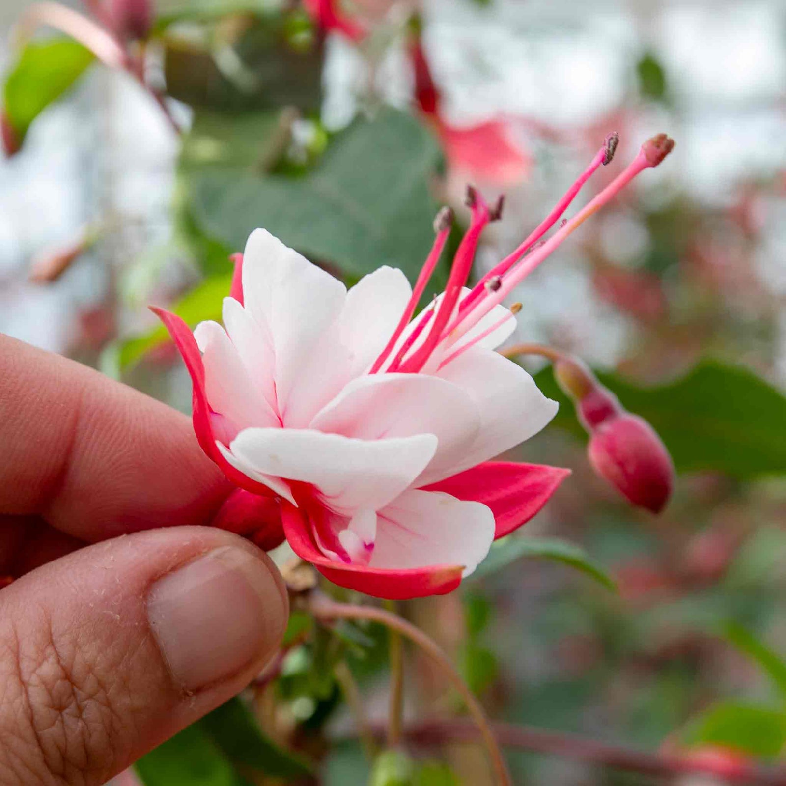 Fuchsia Standard 'snowcap' | 1 x 3L | Red