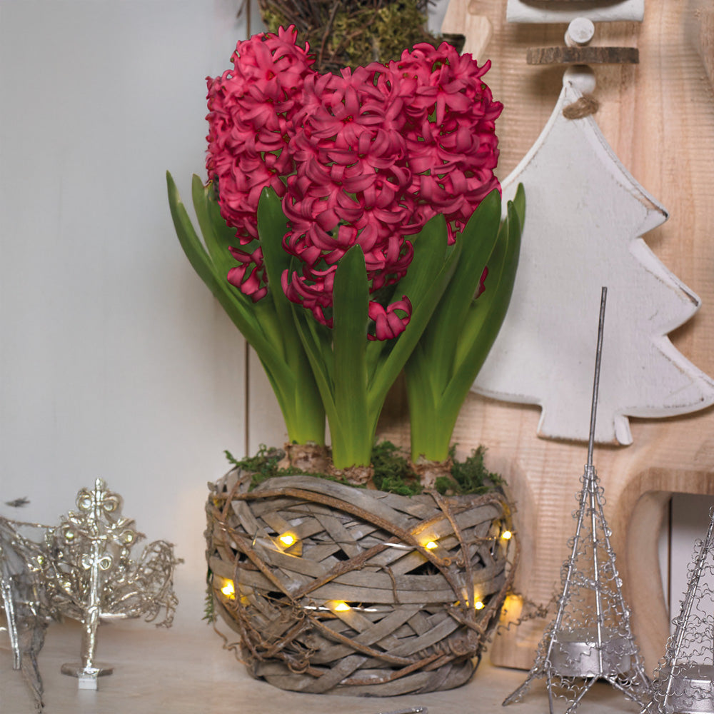 Illumiated Rustic Basket Hyacinth Jan Bos