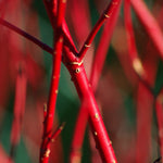 Cornus Alba Sibirica - Winter Red Stems - 9cm pot | 1 x 9cm | Cream