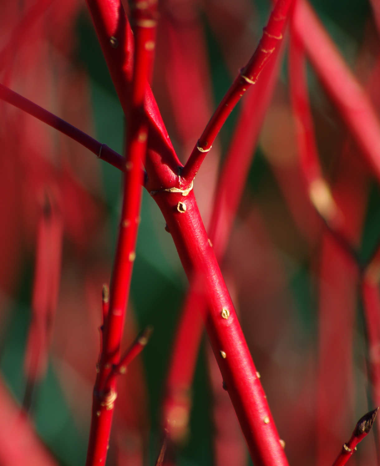 Cornus Alba Sibirica - Winter Red Stems - 9cm pot | 1 x 9cm | Cream