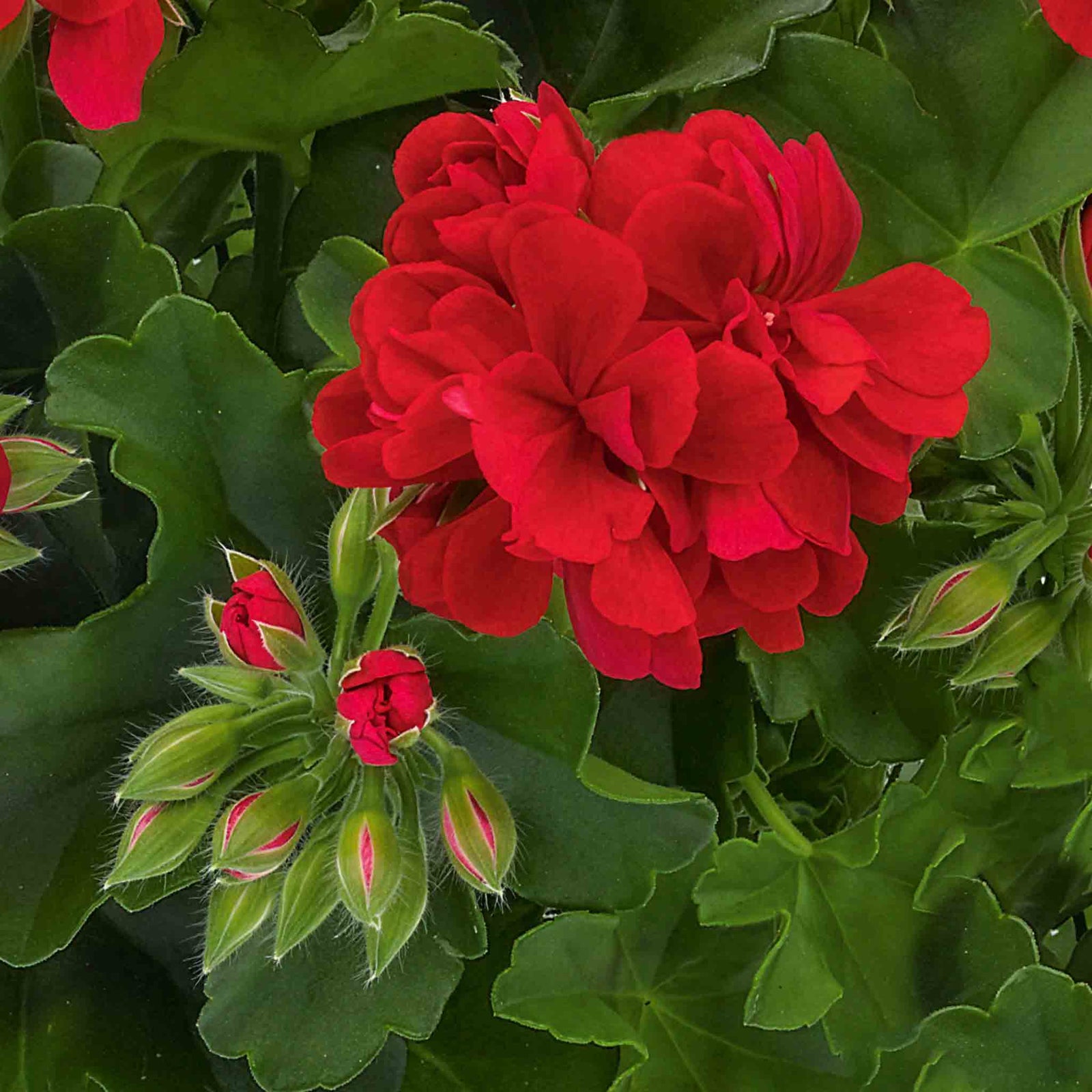 Ivy-leaf Geranium 'sunflair Paula Red' Trailing Red Bedding Plant | 12 x Plug Plants | Red