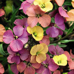 Erysimum (wallflower) Artist Paintbox 9cm Pot | Set of 2
