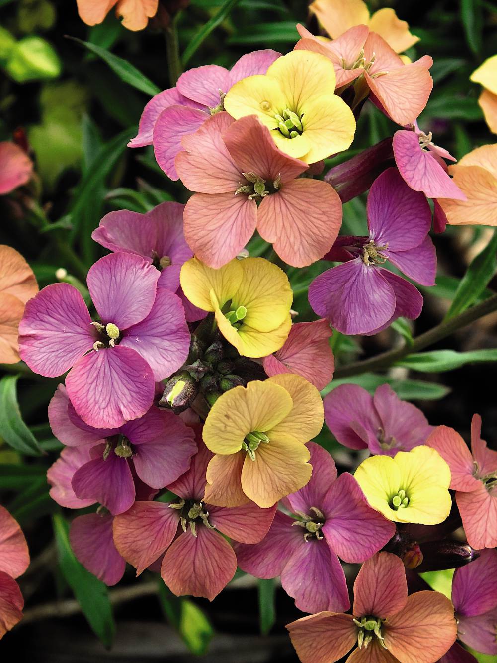 Erysimum (wallflower) Artist Paintbox 9cm Pot | Set of 2