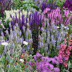 Timeless Salvia Collection - 12 Young Plants 1 Of Each Variety