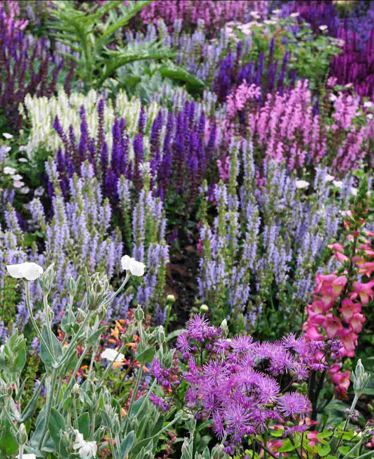 Timeless Salvia Collection - 12 Young Plants 1 Of Each Variety