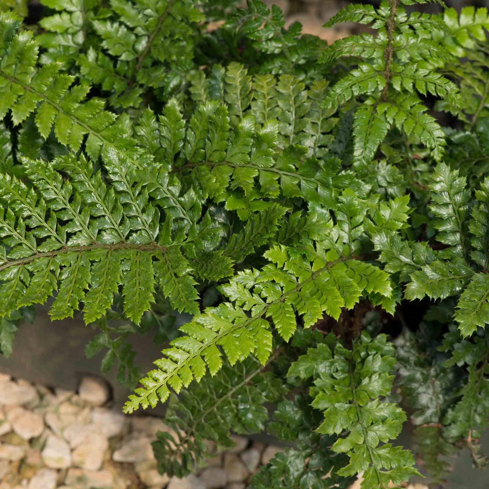 Japanese Lace Fern (evergreen, Rhs Agm) | 1 x 2L | Green