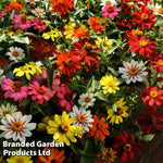 Thompson & Morgan Garden Ready Zinnia Zahara Single Mixed Flower Plants Garden Ready Plants
