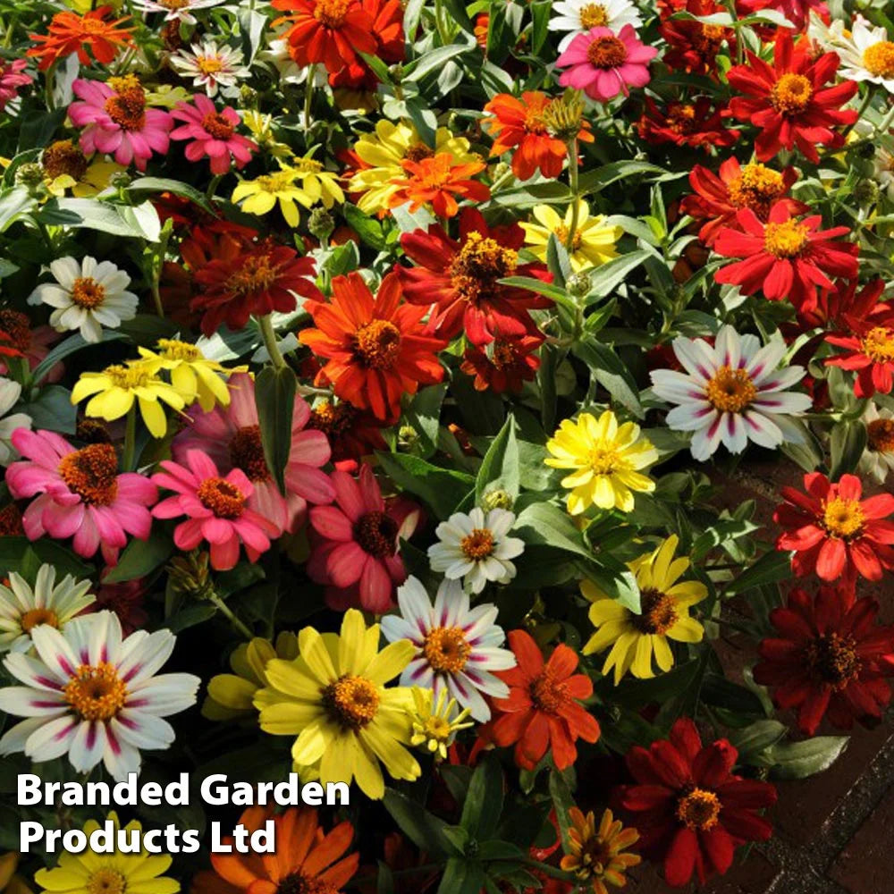 Thompson & Morgan Garden Ready Zinnia Zahara Single Mixed Flower Plants Garden Ready Plants