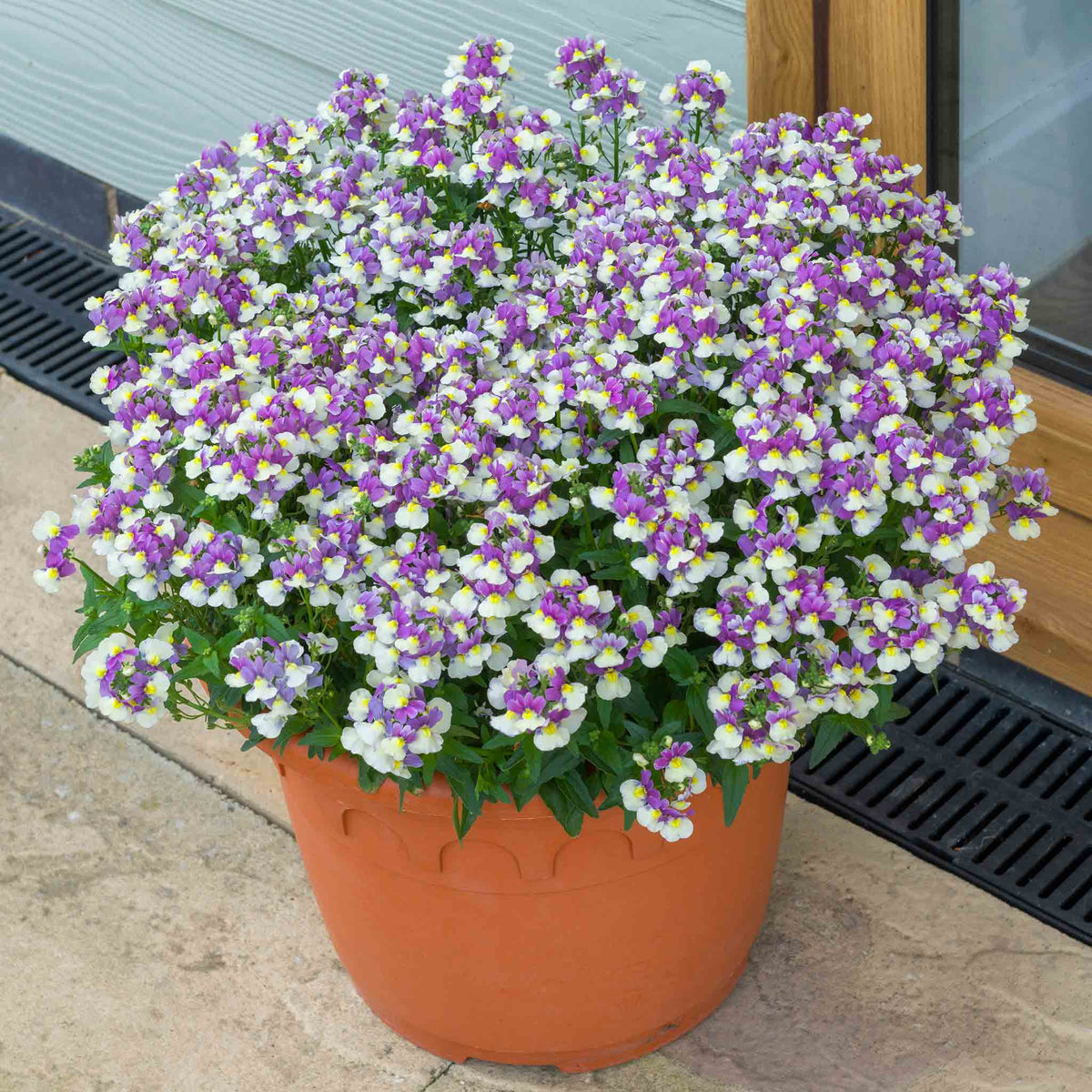 Nemesia 'melody Aria' Compact Pastel Bedding Plug Plants | Set of 12 | Multi Colour