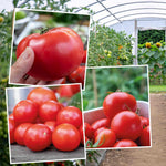 Tomato Indoor Collection (ailsa Craig, Big Daddy & Gardeners' Delight) 9cm Plants | Set of 6