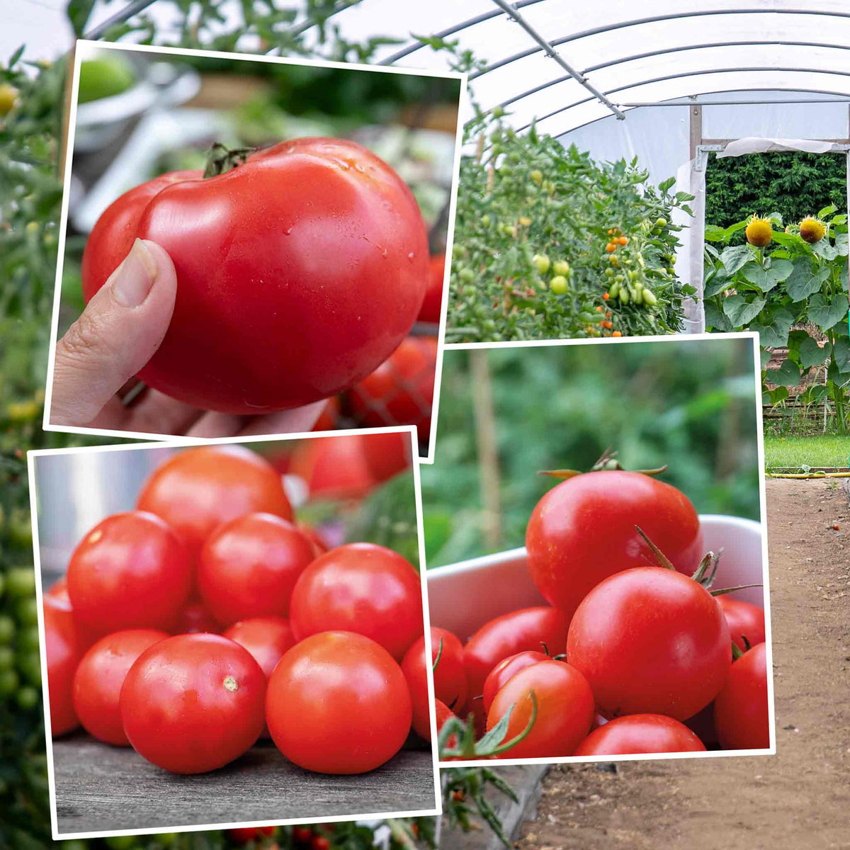 Tomato Indoor Collection (ailsa Craig, Big Daddy & Gardeners' Delight) 9cm Plants | Set of 6