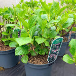 Direct Plants 4x Hydrangea Macrophylla Mophead, Large & Bushy Plants, Supplied In 3 Litre Pots