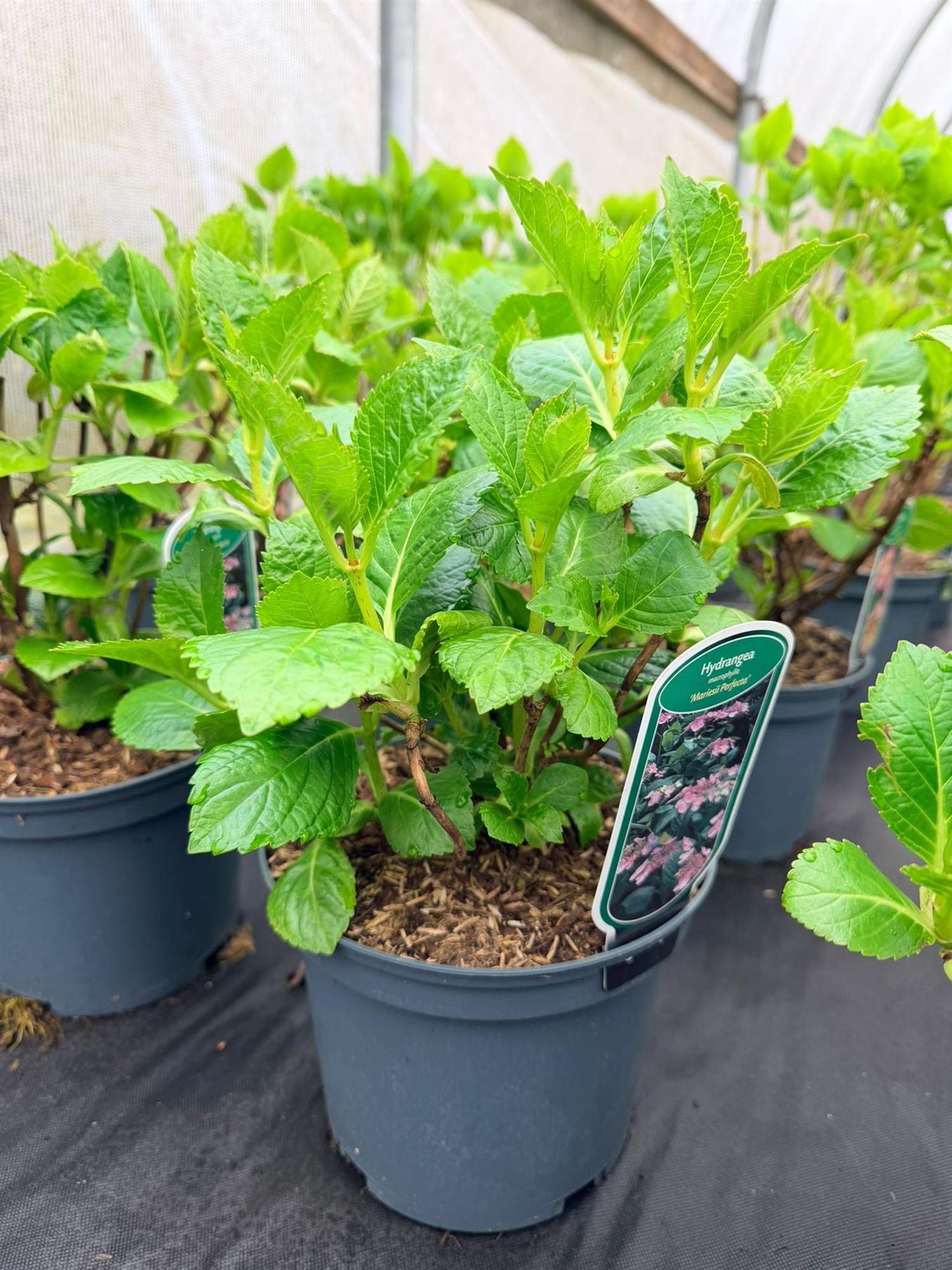 Direct Plants 4x Hydrangea Macrophylla Mophead, Large & Bushy Plants, Supplied In 3 Litre Pots