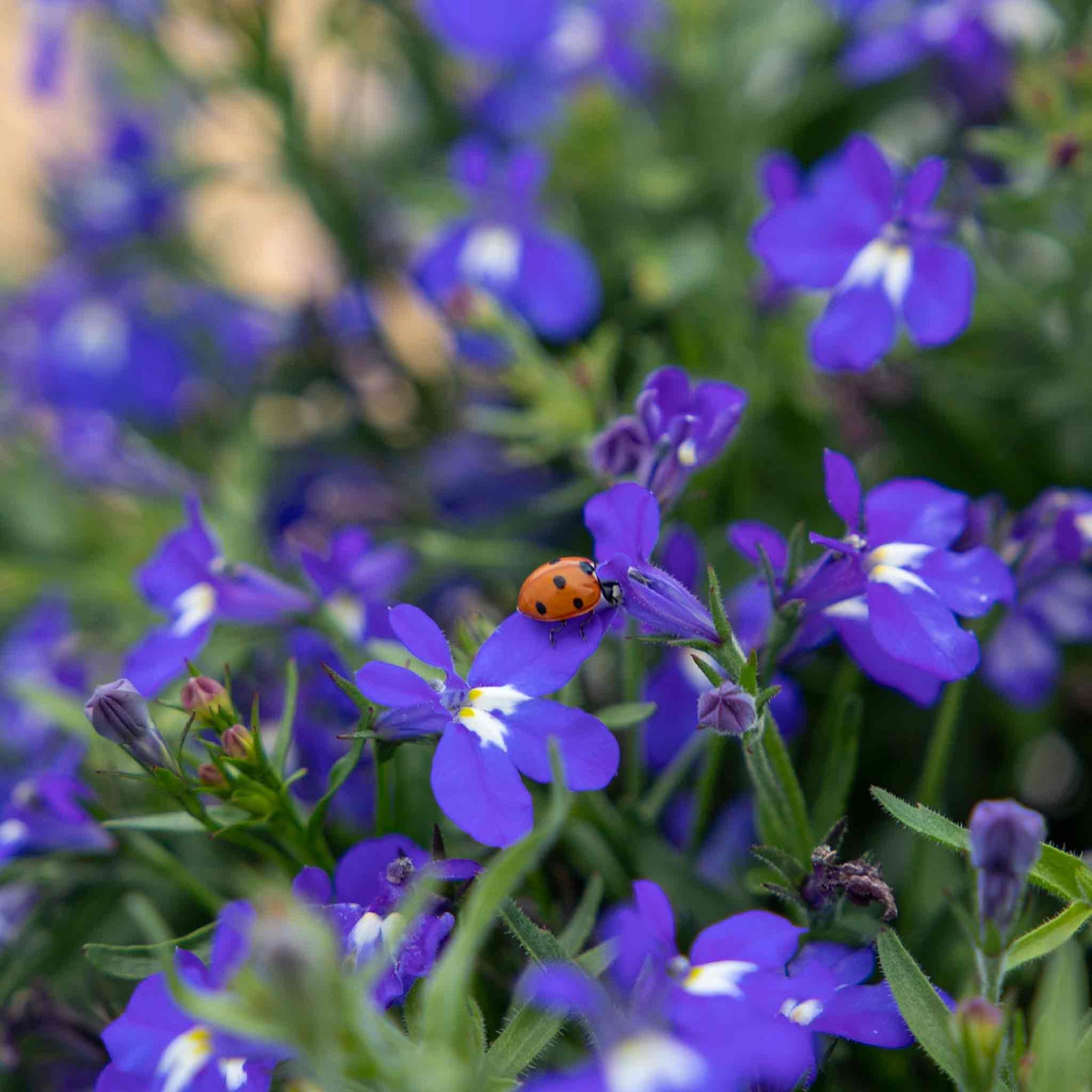 Lobelia Masterpiece Blue Seeds | 50 Seeds