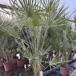 Direct Plants Chamaerops European Fan Palm Tree Extra Large 4ft Plant In A 10 Litre Pot