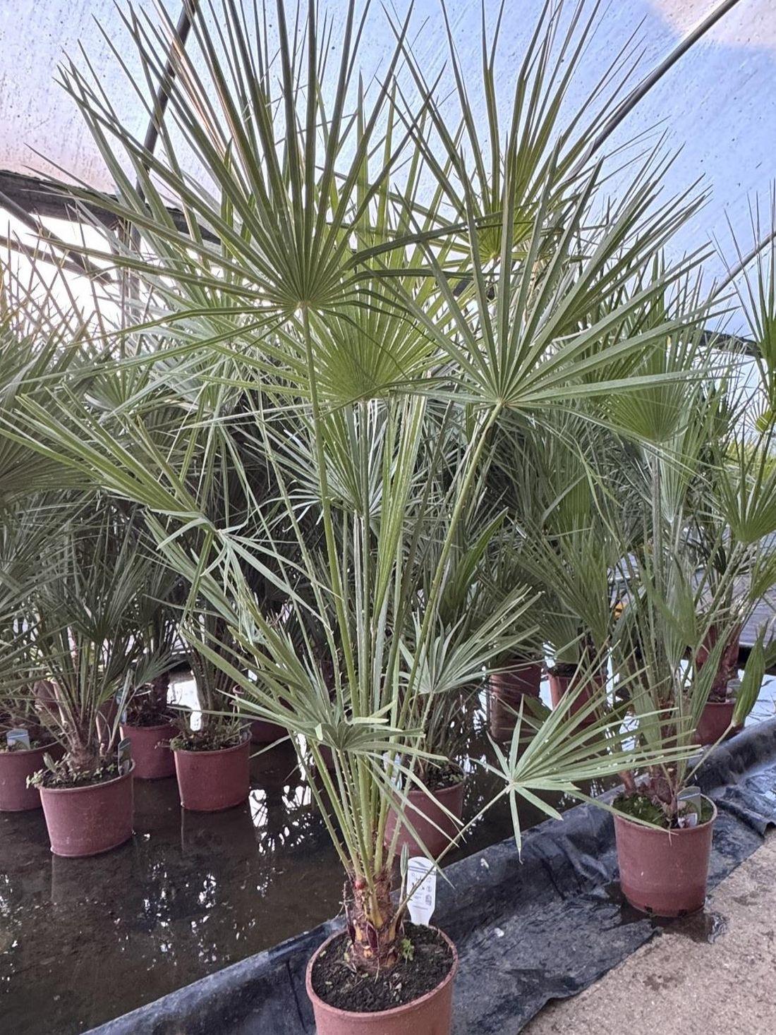Direct Plants Chamaerops European Fan Palm Tree Extra Large 4ft Plant In A 10 Litre Pot