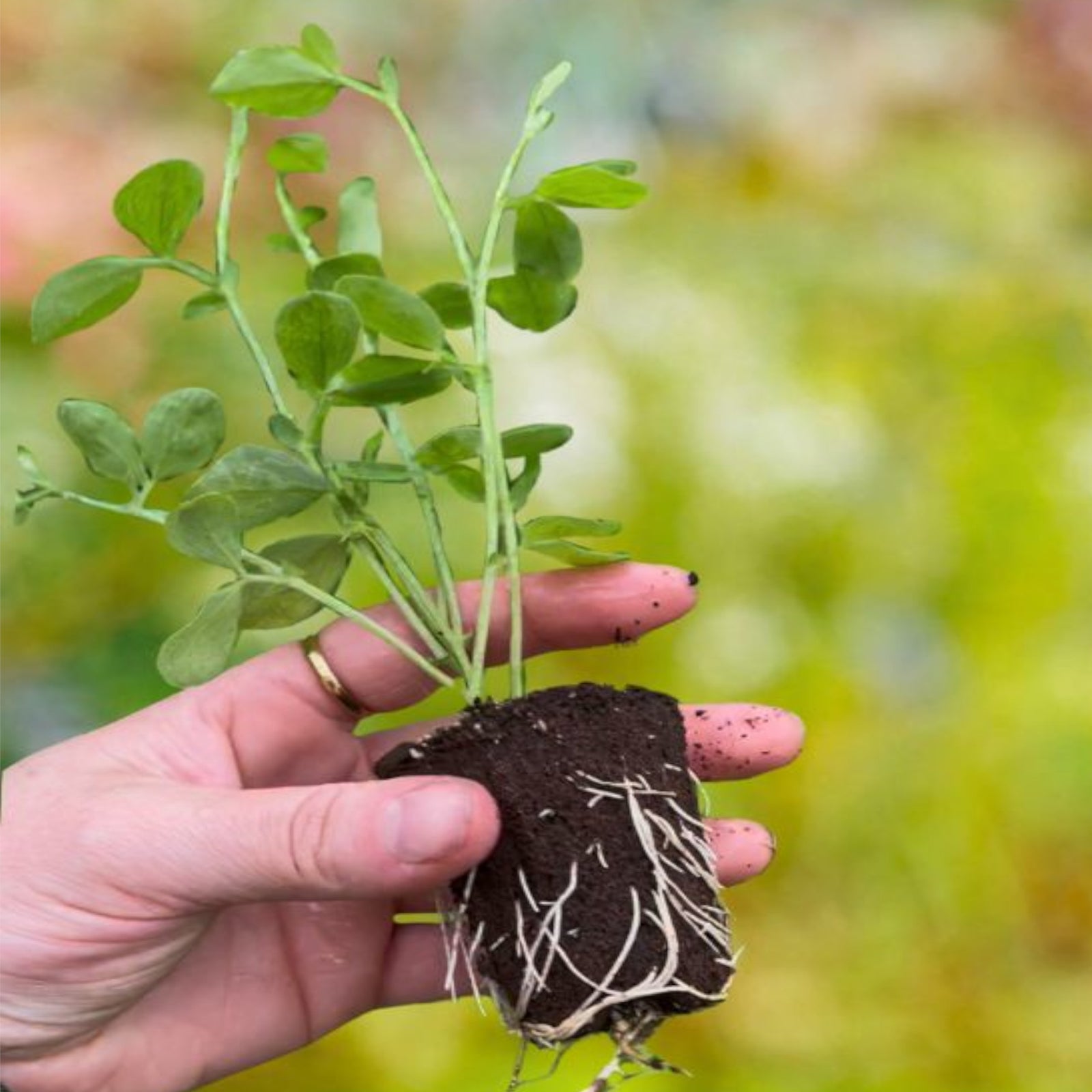 Lingering Lathyrus Collection | 18 x Plug Plants | Mixed