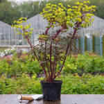 Euphorbia 'miners Merlot' Drought-tolerant Perennial 2l | Set of 1 | Green