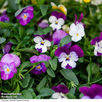 Thompson & Morgan Viola 'Ice Babies' Pre-Planted Hanging Basket - x 2