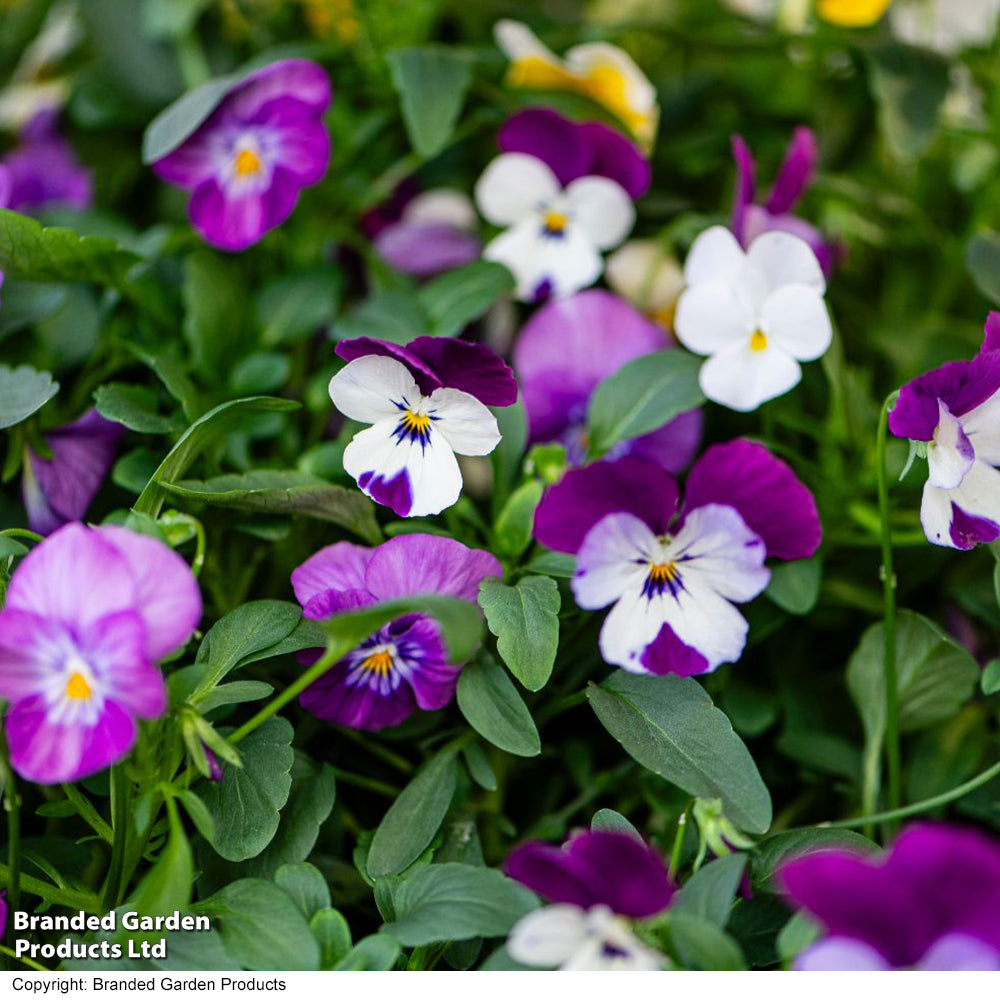 Thompson & Morgan Viola 'Ice Babies' Pre-Planted Hanging Basket - x 2