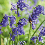 English Bluebells In The Green - X25