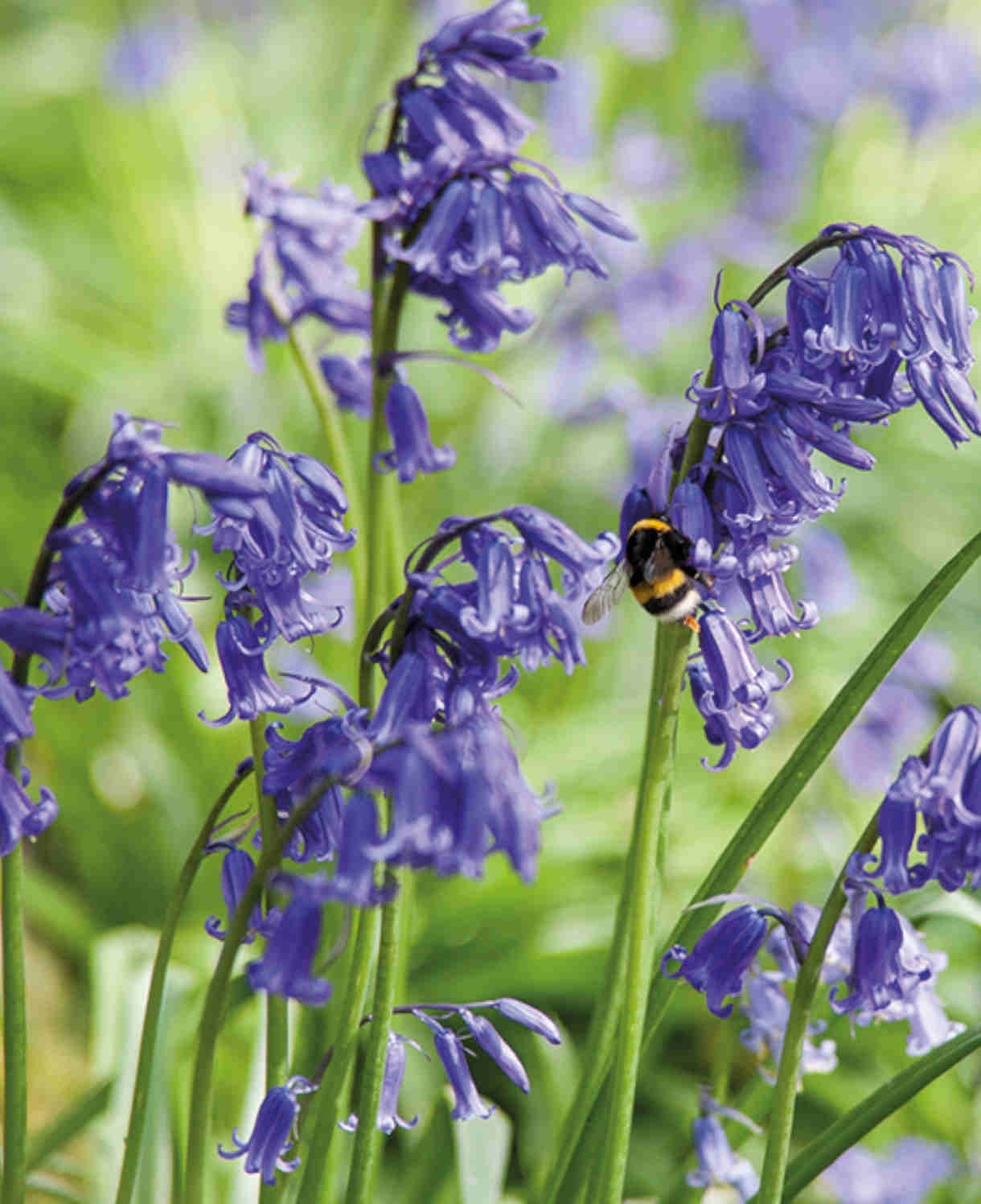 English Bluebells In The Green - X25