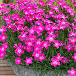 Dianthus 'kahori' By - Fragrant Pink Perennial 9cm | Set of 3