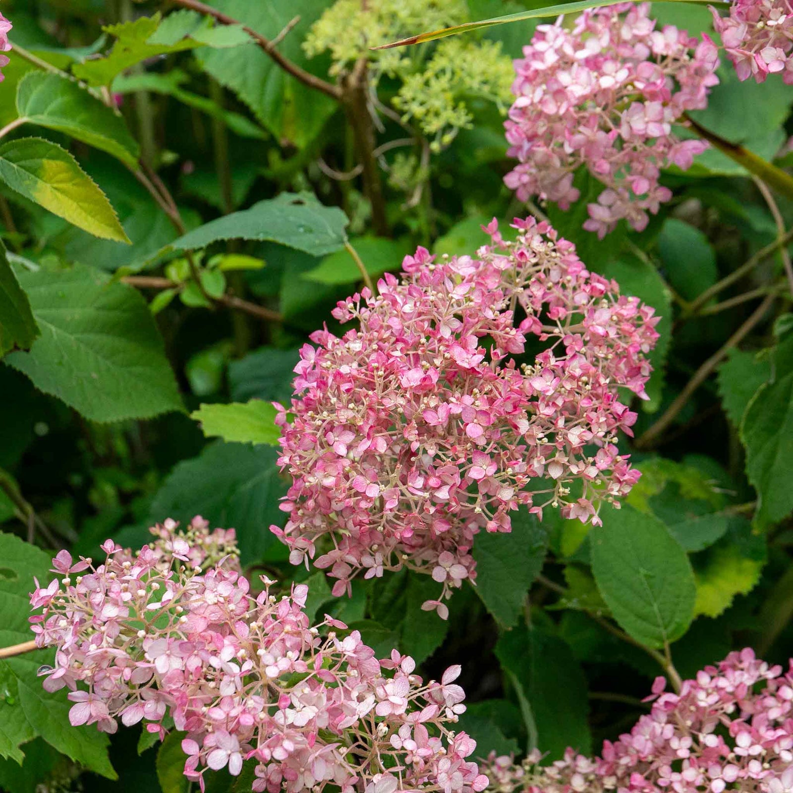 Hydrangea 'candybelle Bubblegum' Pink Flowering Shrub | 1 x 3L | Pink